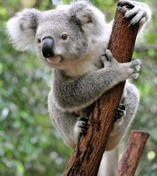Save the Koalas